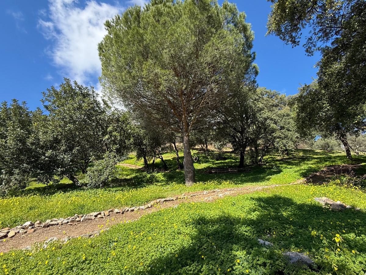 Plot Land in Casares